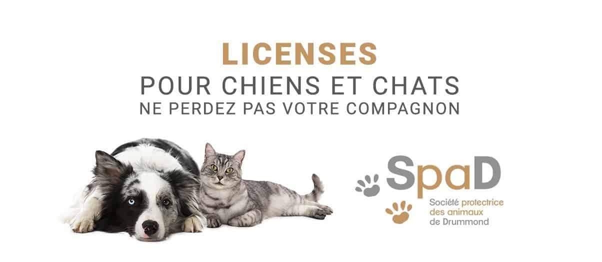 Acheter-license-medaillon-chien-chat-Drummond-SPAD v2