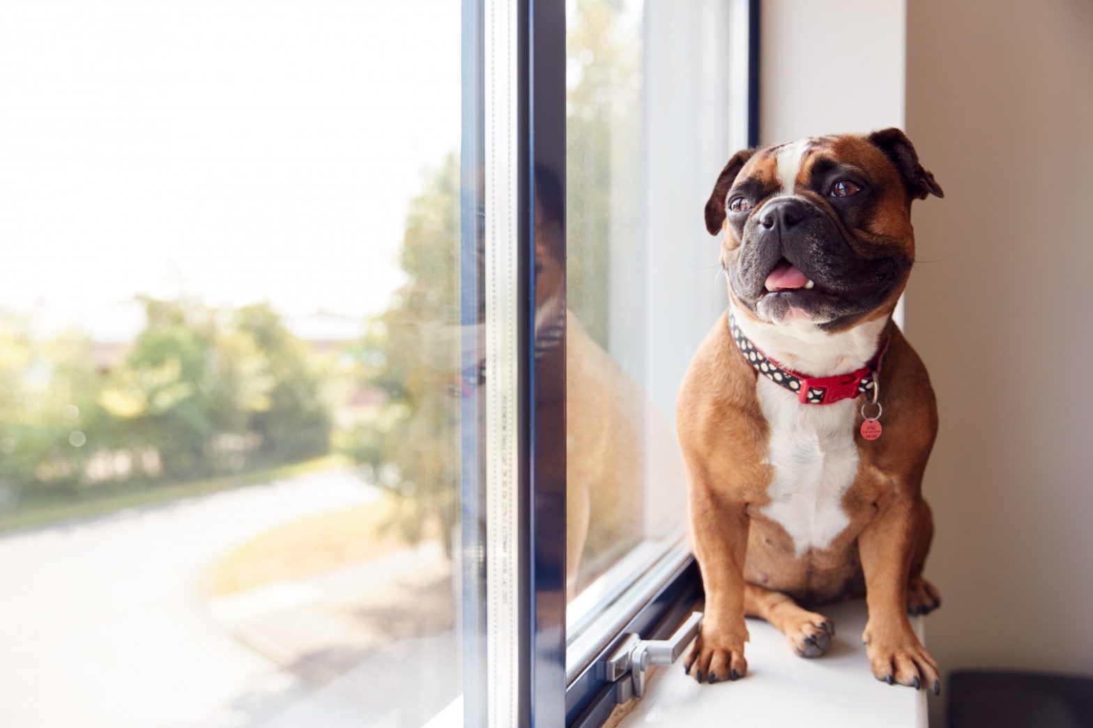 Chiot bulldog avec collier et médaille rouge assis près de la fenêtre