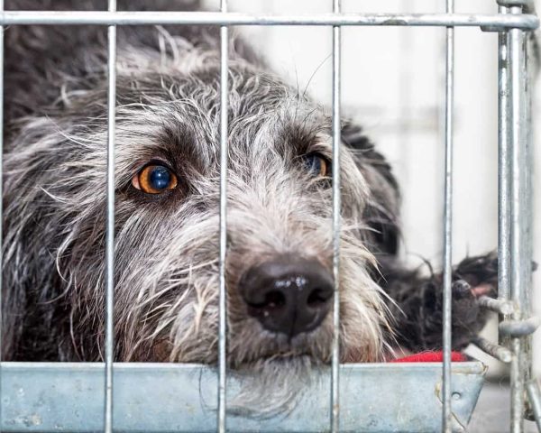 Closeup of a sad homeless dog in a crate behind wire bars at a shelter
